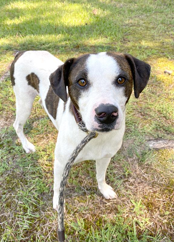 Wheeler, a ADOPTABLE Feist in Monroe, GA image 3/4