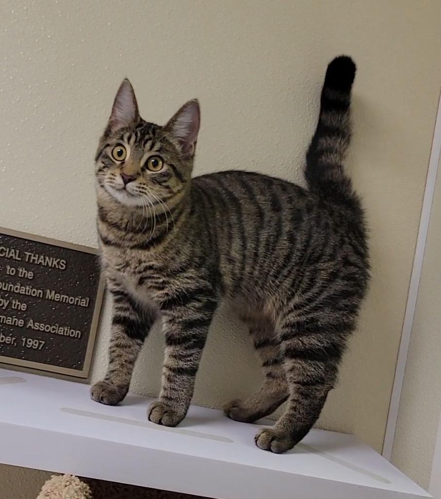 Enlarge SUMMER, a Adoptable mixed breed in Sandusky, OH image 1/1