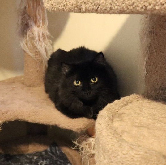 Fancy, an adopted Domestic Short Hair in Moline, IL_image-1