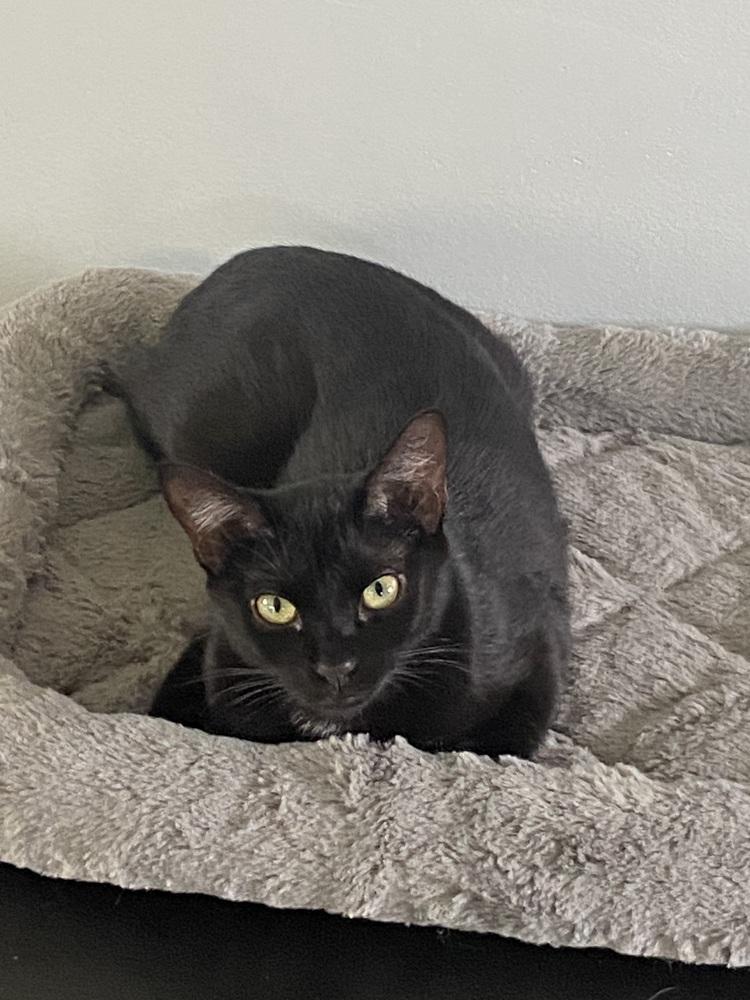Enlarge Stubby, a Adoptable Domestic Short Hair in Clinton Township, MI image 2/5
