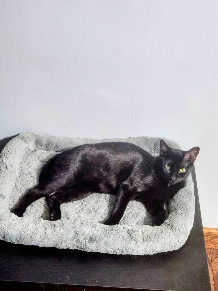 Enlarge Stubby, a Adoptable Domestic Short Hair in Clinton Township, MI image 3/5
