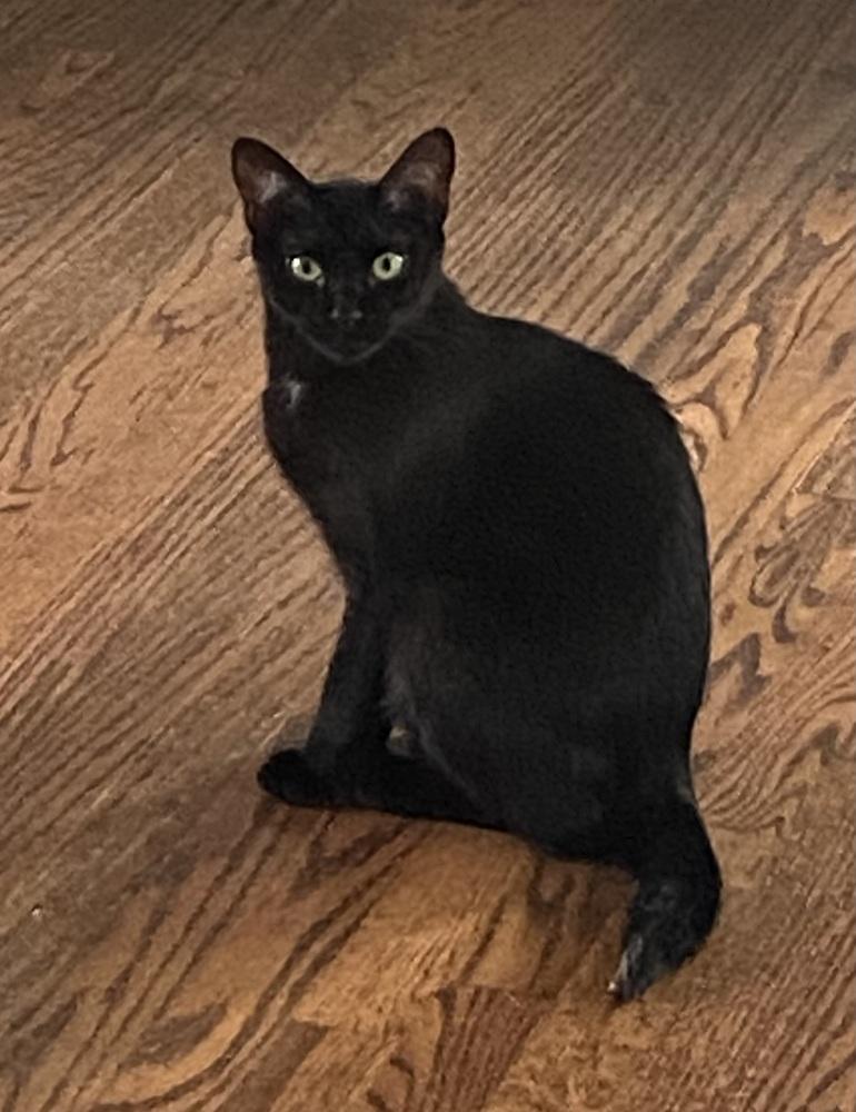Enlarge Stubby, a Adoptable Domestic Short Hair in Clinton Township, MI image 4/5