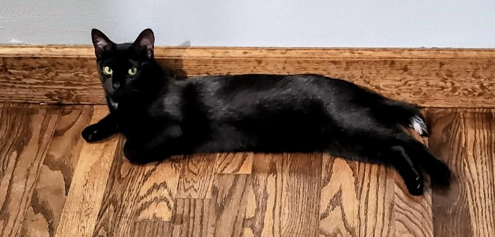Enlarge Stubby, a Adoptable Domestic Short Hair in Clinton Township, MI image 5/5
