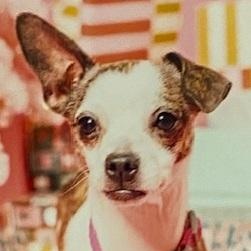 Enlarge Tater, a Adoptable mixed breed in Dripping Springs, TX image 2/4