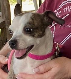 Tater, Adoptable, Adult Female Boston Terrier & Chihuahua.