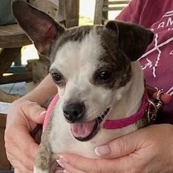 Tater, Adoptable, Adult Female Boston Terrier & Chihuahua.