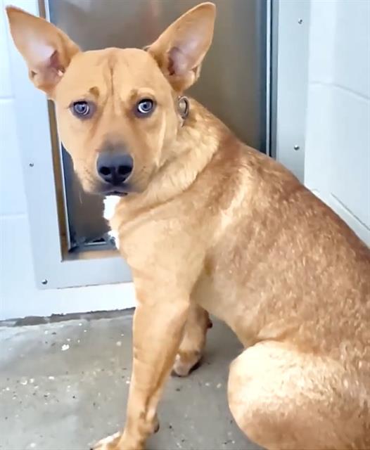 MOLLIE, Adoptable, Young Female Rhodesian Ridgeback & Mixed Breed.