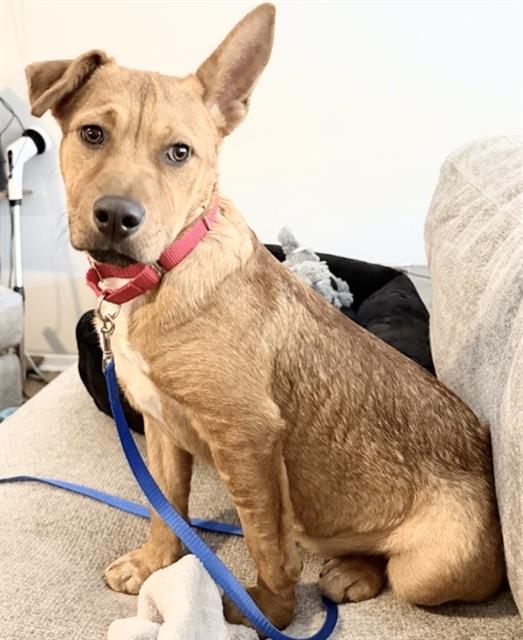 MOLLIE, Adoptable, Young Female Rhodesian Ridgeback & Mixed Breed.