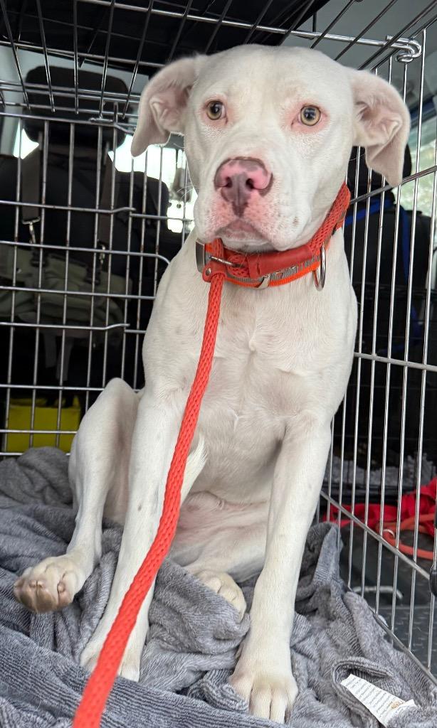 Stormie, Adoptable, Young Female Staffordshire Bull Terrier.