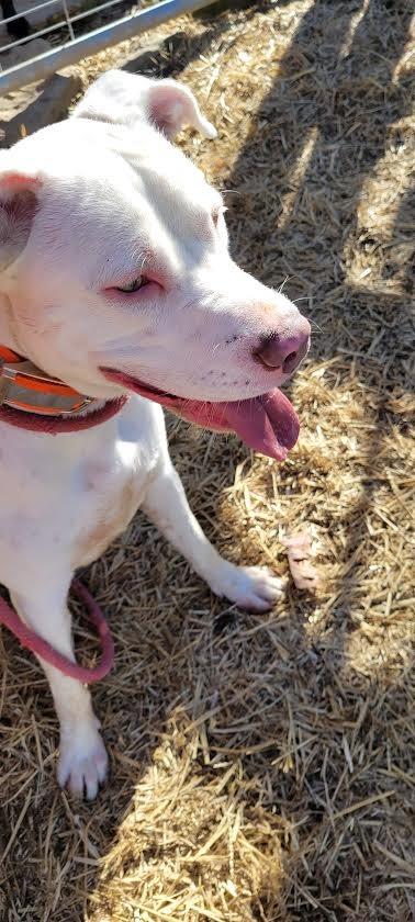 Stormie, Adoptable, Young Female Staffordshire Bull Terrier.