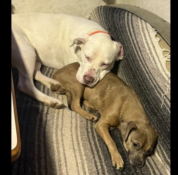 Enlarge Stormie, a Adoptable Staffordshire Bull Terrier in Crossville, TN image 3/6