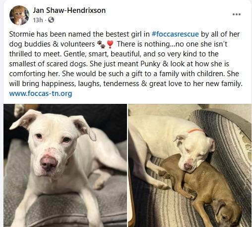 Enlarge Stormie, a Adoptable Staffordshire Bull Terrier in Crossville, TN image 5/6