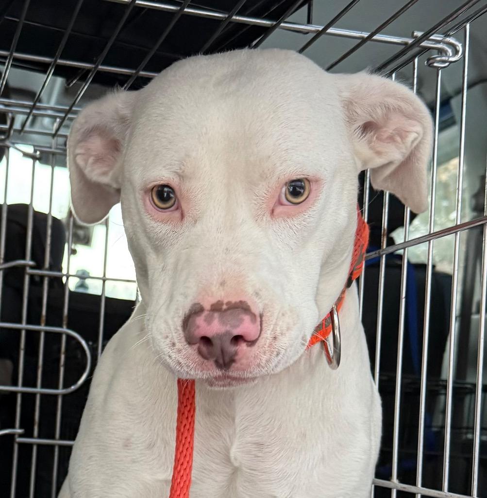 Stormie, a Adoptable Staffordshire Bull Terrier in Crossville, TN image 3/5