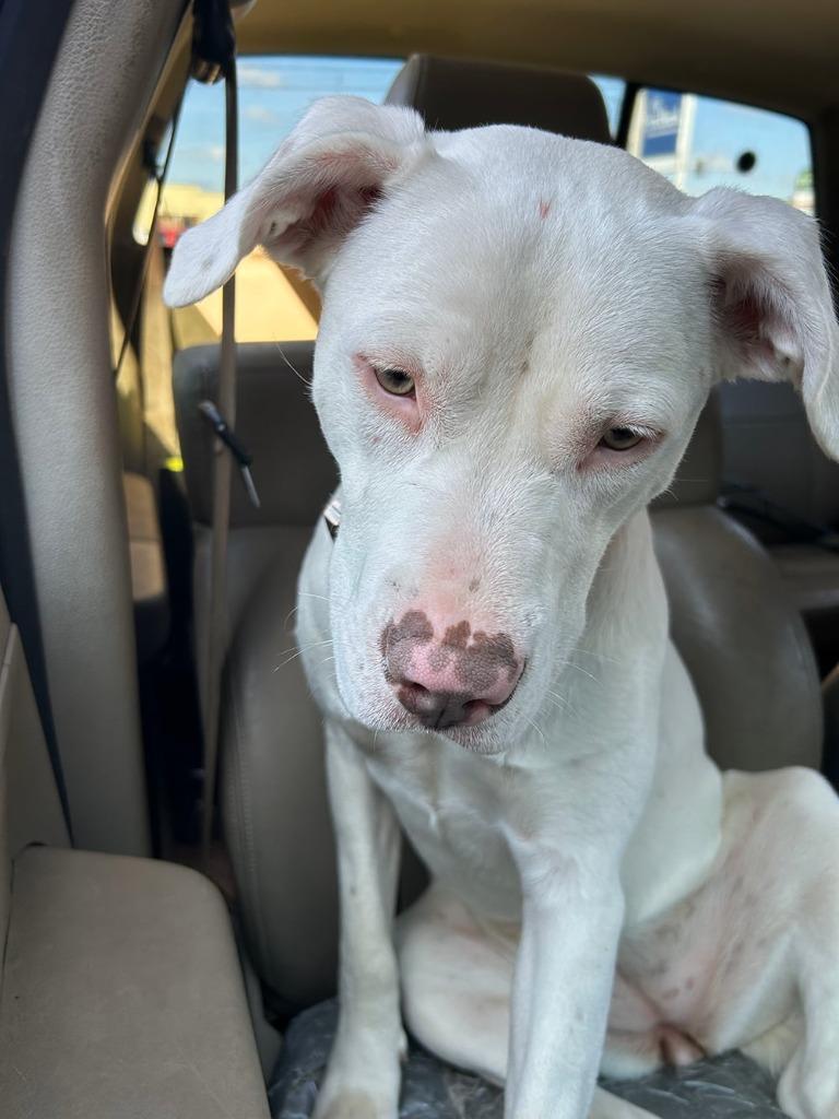 Stormie, a Adoptable Staffordshire Bull Terrier in Crossville, TN image 4/5