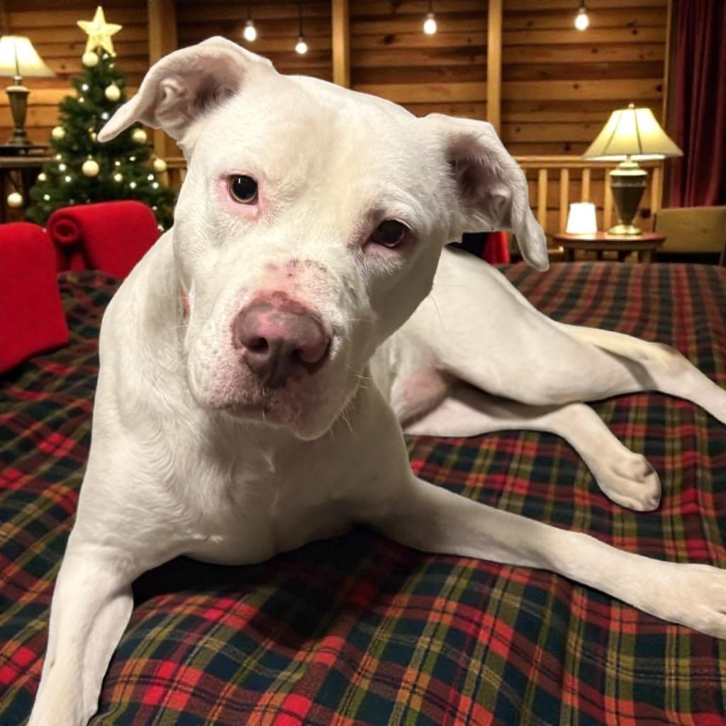 Enlarge Stormie, a Adoptable Staffordshire Bull Terrier in Crossville, TN image 6/6