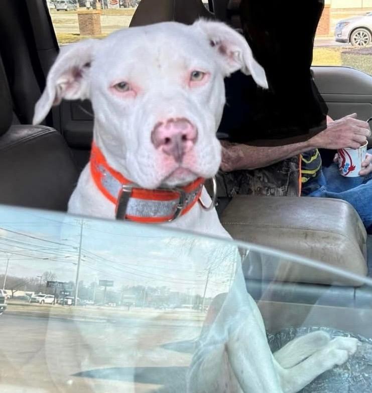 Stormie, a Adoptable Staffordshire Bull Terrier in Crossville, TN image 5/5