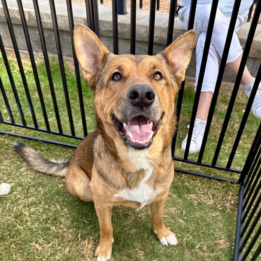 Linus, Adoptable, Adult Male German Shepherd Dog.