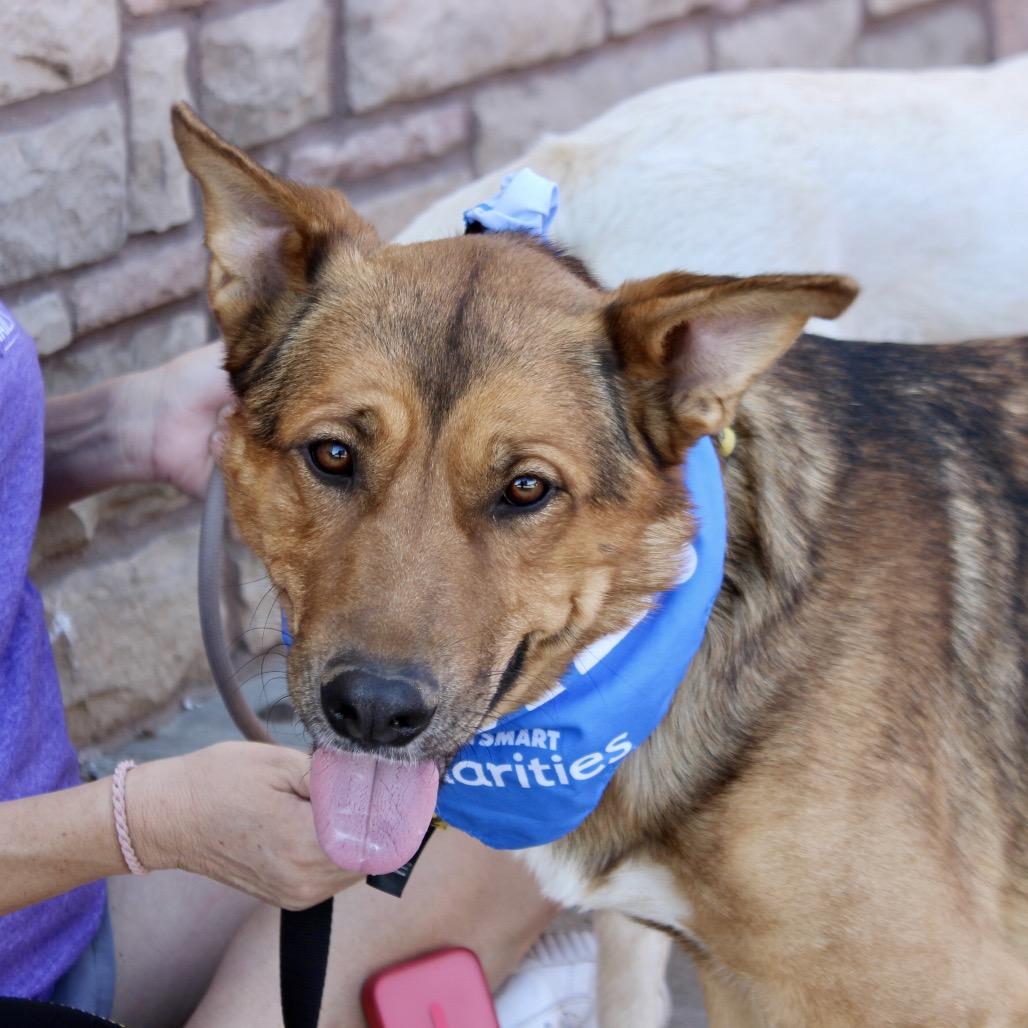 Enlarge Linus, a Adoptable German Shepherd Dog in Midland, TX image 2/3