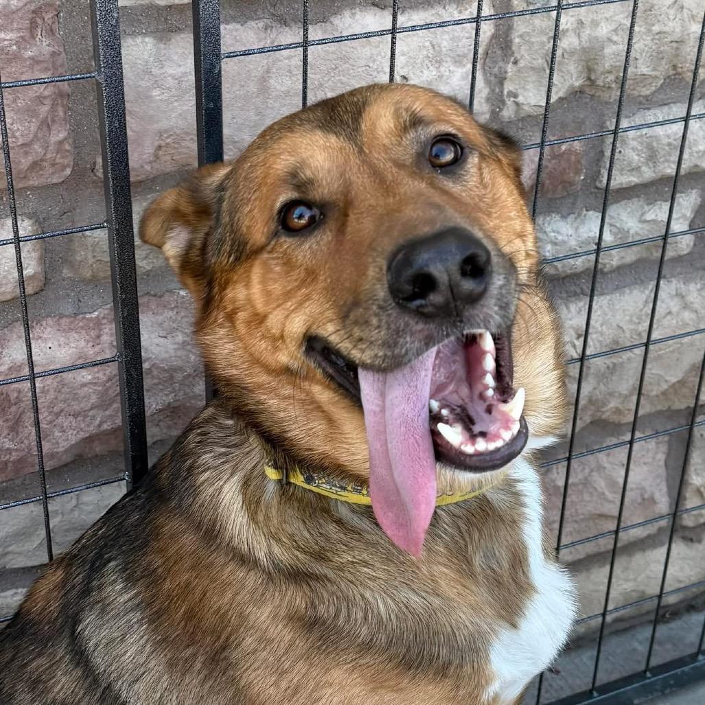 Enlarge Linus, a Adoptable German Shepherd Dog in Midland, TX image 3/3