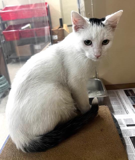 Enlarge JOEY.  #1384, an adoption pending Domestic Short Hair in Bethesda, MD image 3/5