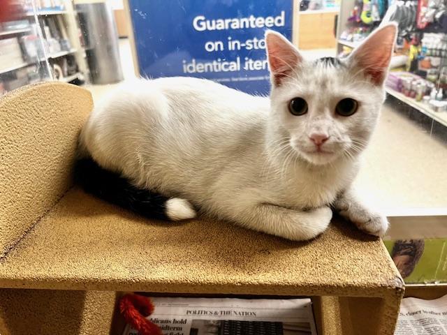 Enlarge JOEY.  #1384, an adoption pending Domestic Short Hair in Bethesda, MD image 4/5