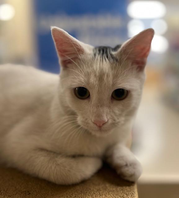 Enlarge JOEY.  #1384, an adoption pending Domestic Short Hair in Bethesda, MD image 5/5