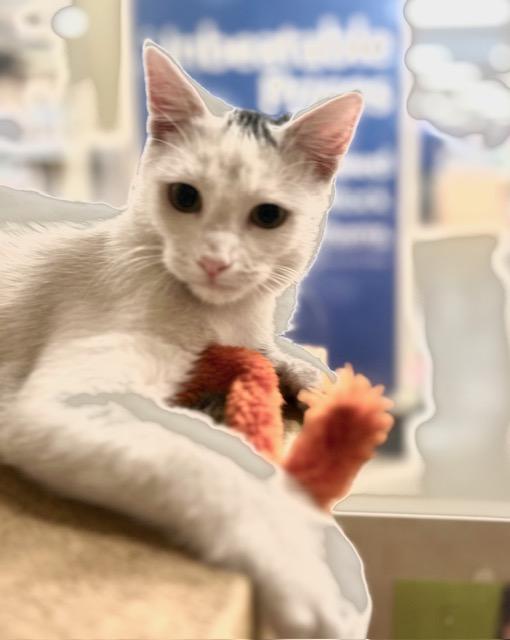 Enlarge JOEY.  #1384, an adoption pending Domestic Short Hair in Bethesda, MD image 2/5