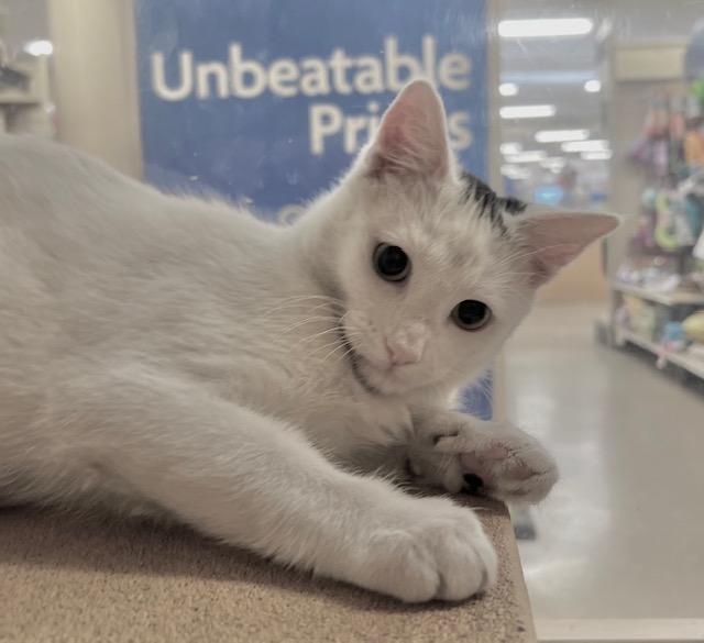 Enlarge JOEY.  #1384, an adoption pending Domestic Short Hair in Bethesda, MD image 1/5