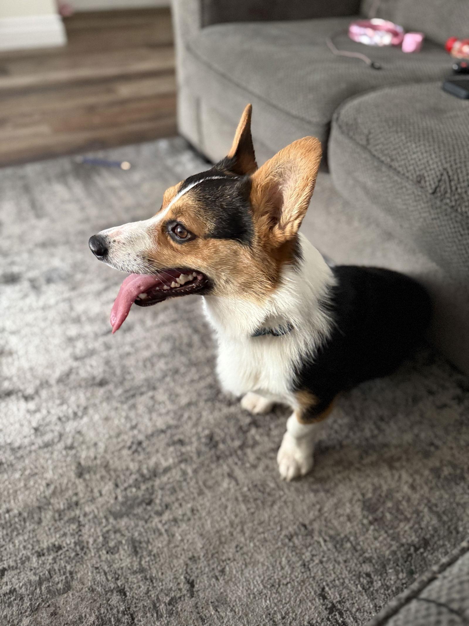 Doom, Adoptable, Young Male Cardigan Welsh Corgi.