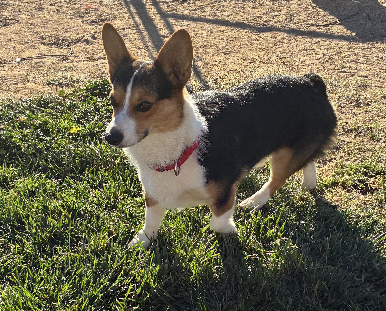 Enlarge Doom, a Adoptable Cardigan Welsh Corgi in Hesperia, CA image 2/3