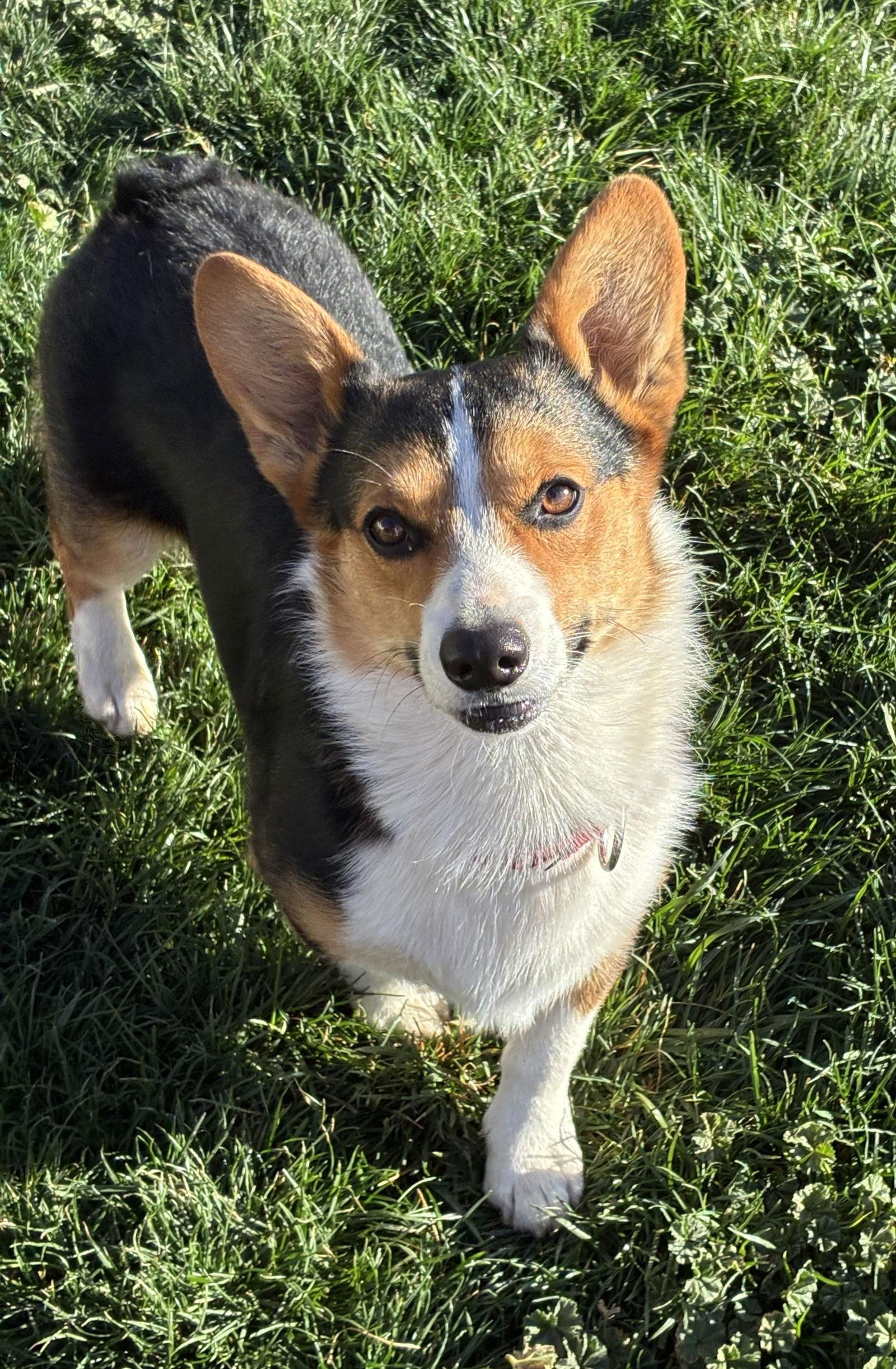 Enlarge Doom, a Adoptable Cardigan Welsh Corgi in Hesperia, CA image 3/3