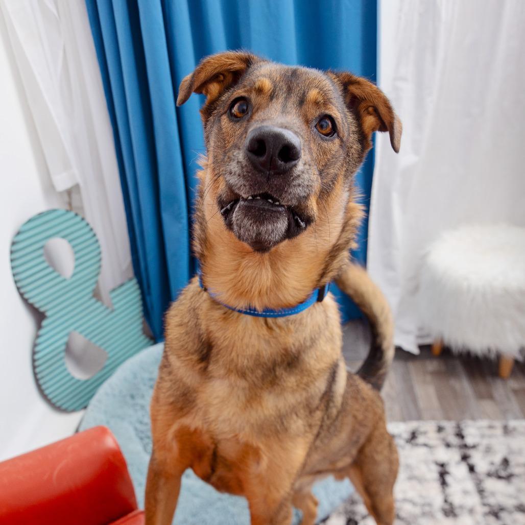 Houston, Adoptable, Adult Male German Shepherd Dog.