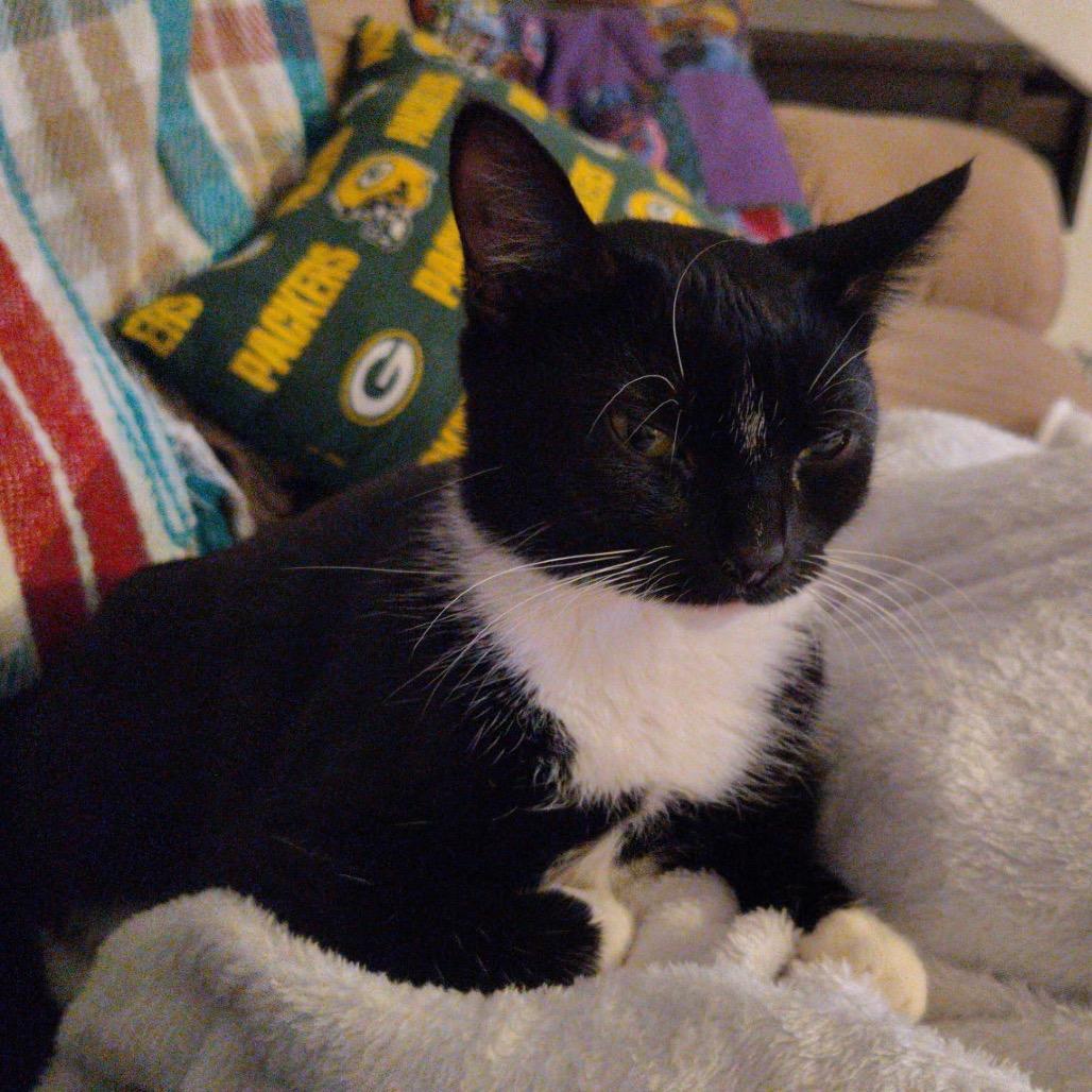 Martha - I'm in a Foster Home! Call to meet with me!, Adoptable, Adult Female Domestic Short Hair.