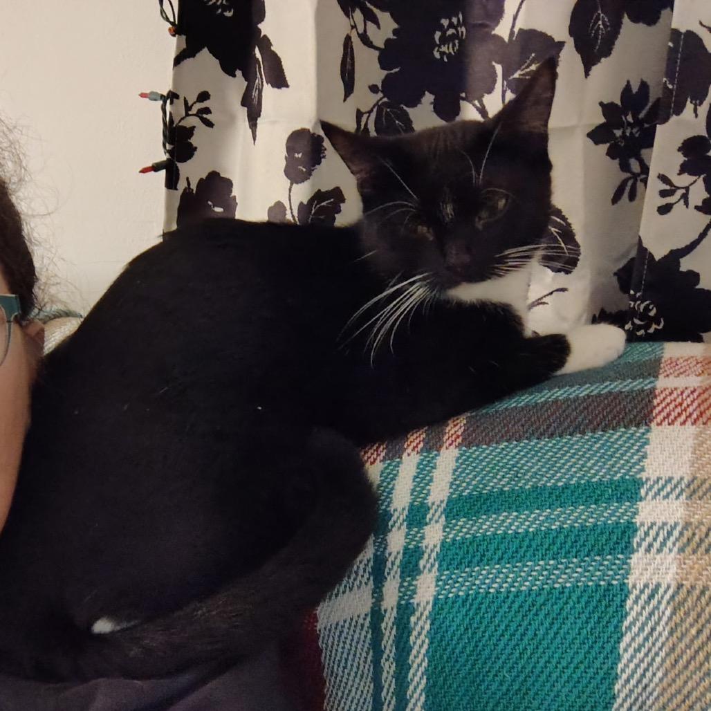 Enlarge Martha - I'm in a Foster Home! Call to meet with me!, a Adoptable Domestic Short Hair in Bristol, IN image 3/4