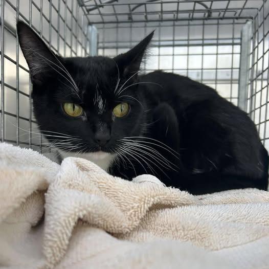 Enlarge Martha - I'm in a Foster Home! Call to meet with me!, a Adoptable Domestic Short Hair in Bristol, IN image 4/4