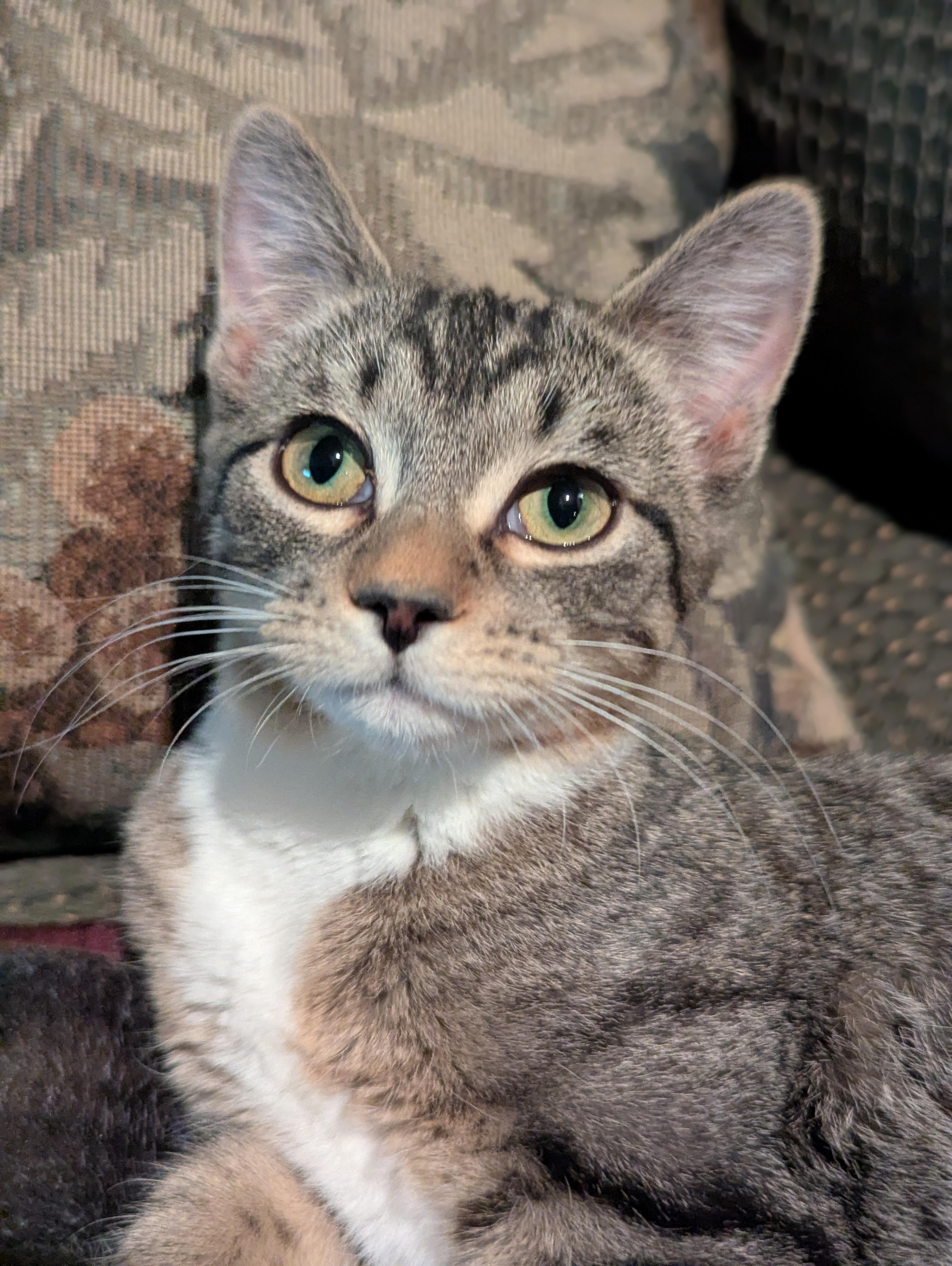 Enlarge Klara, a ADOPTABLE Domestic Short Hair in Medford, WI image 1/1