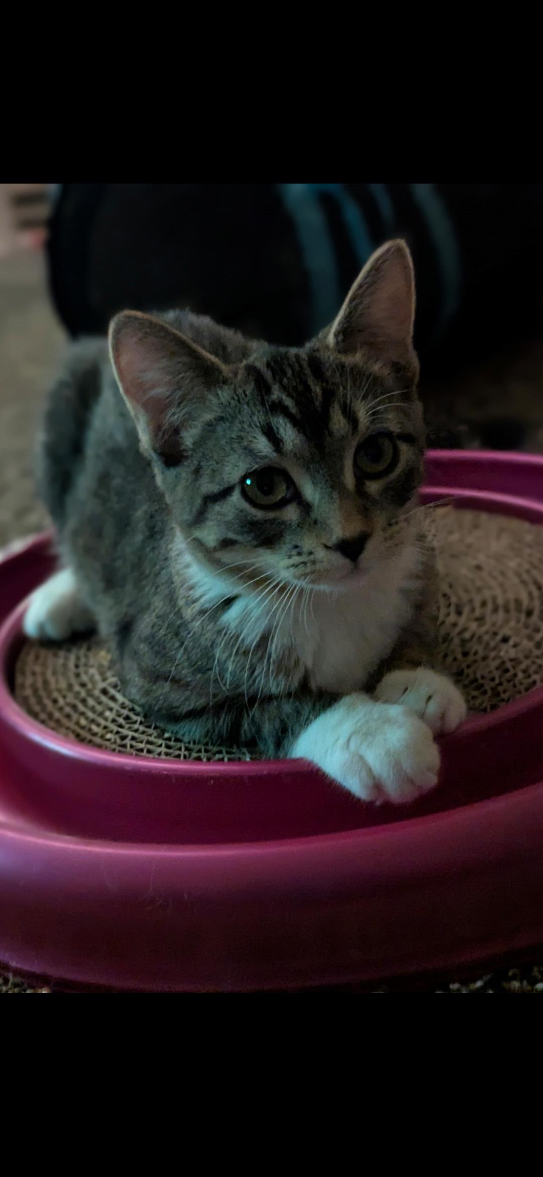 Enlarge Klara, a ADOPTABLE Domestic Short Hair in Medford, WI image 1/2