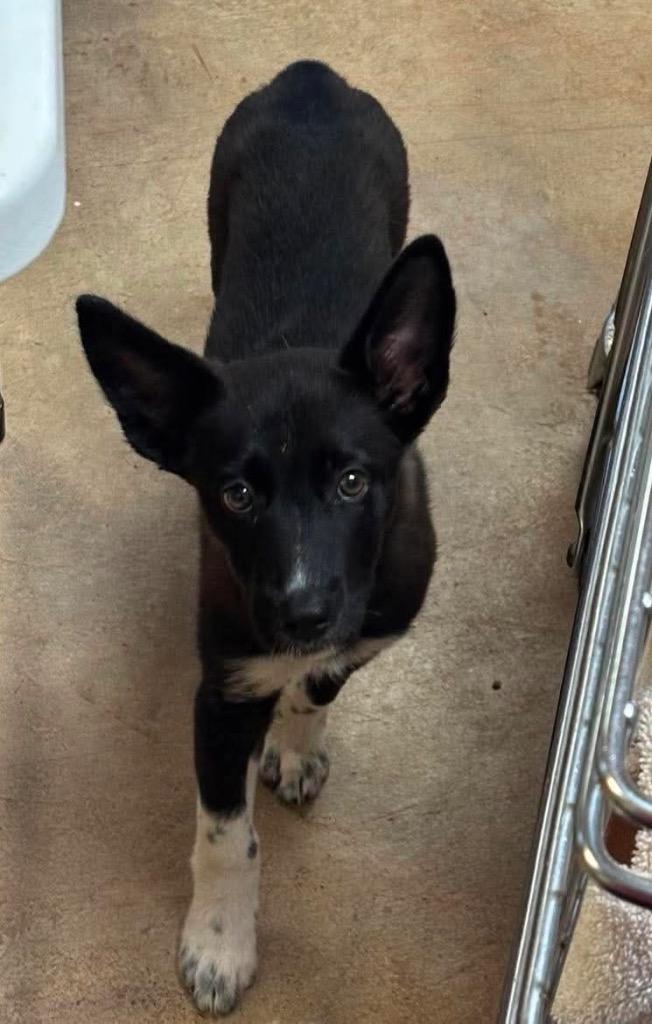 Teeter, Adoptable, Puppy Female Border Collie & Mixed Breed.