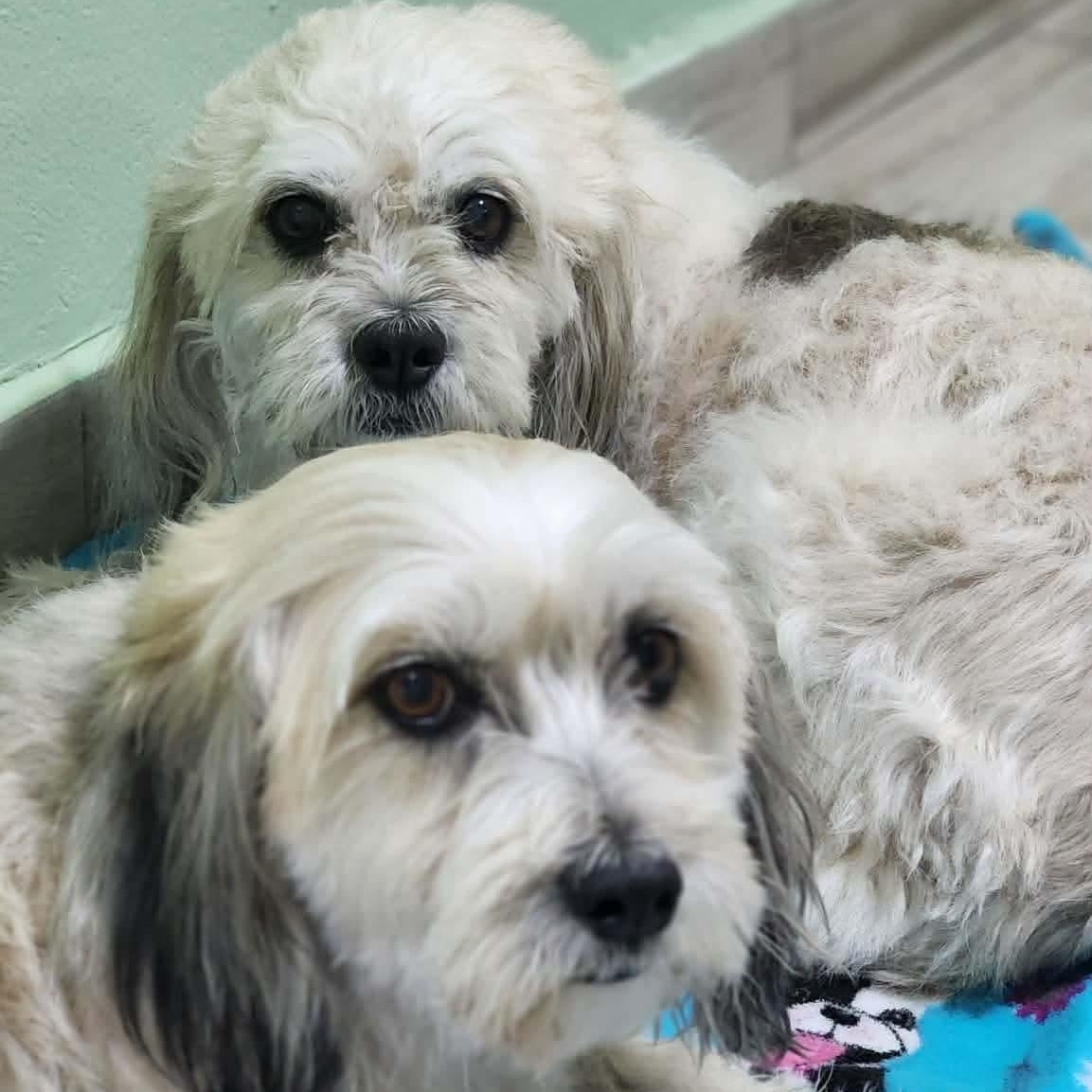 Daisy & Mimi *Bonded Pair* — thumbnail 4