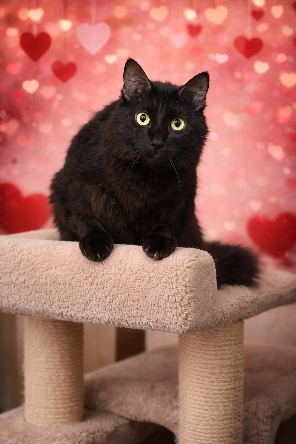 Enlarge Sasha, an adopted mixed breed in Houston, TX image 3/5