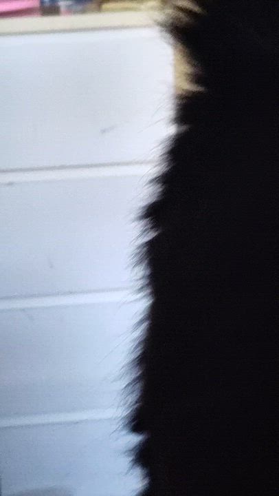 Enlarge Sasha, an adopted mixed breed in Houston, TX video 5/5