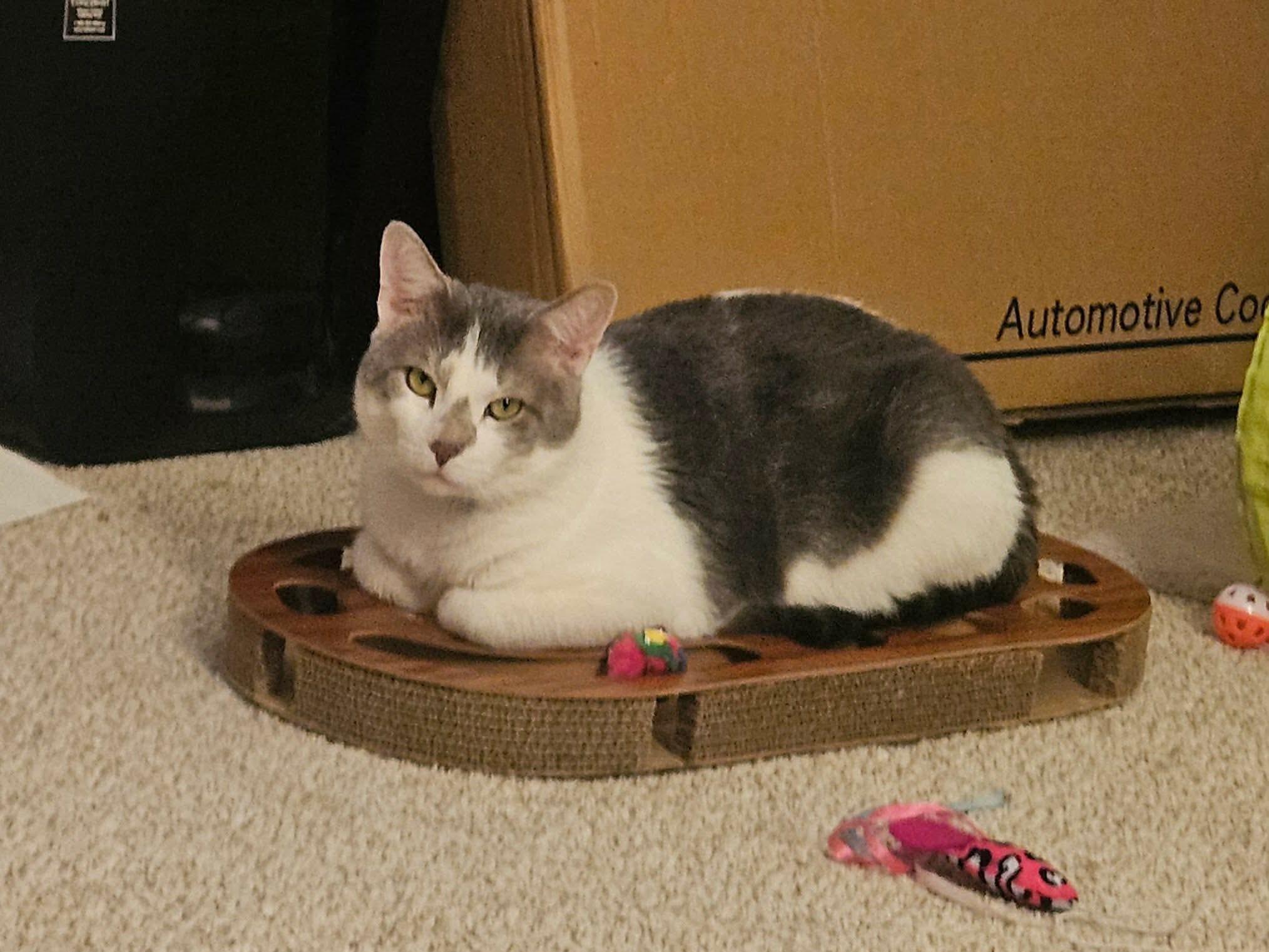 Enlarge Smokey, a ADOPTABLE Domestic Short Hair in Elgin, IL image 5/6