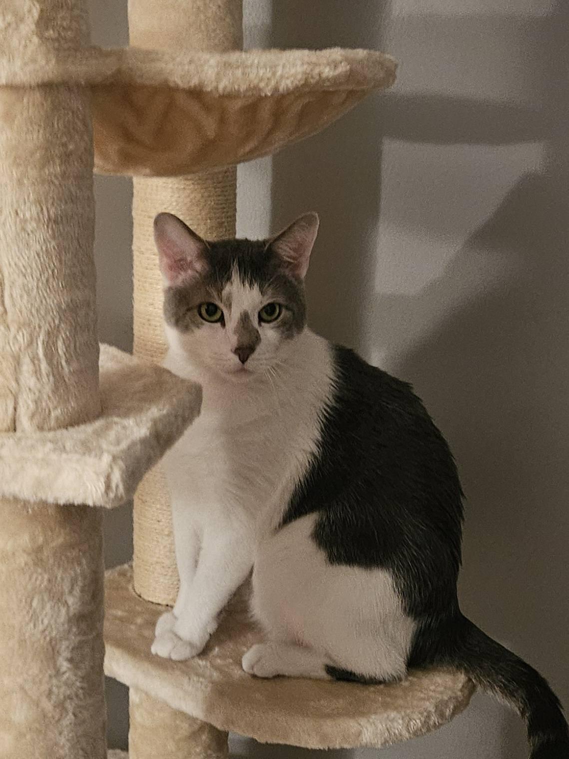 Enlarge Smokey, a ADOPTABLE Domestic Short Hair in Elgin, IL image 6/6