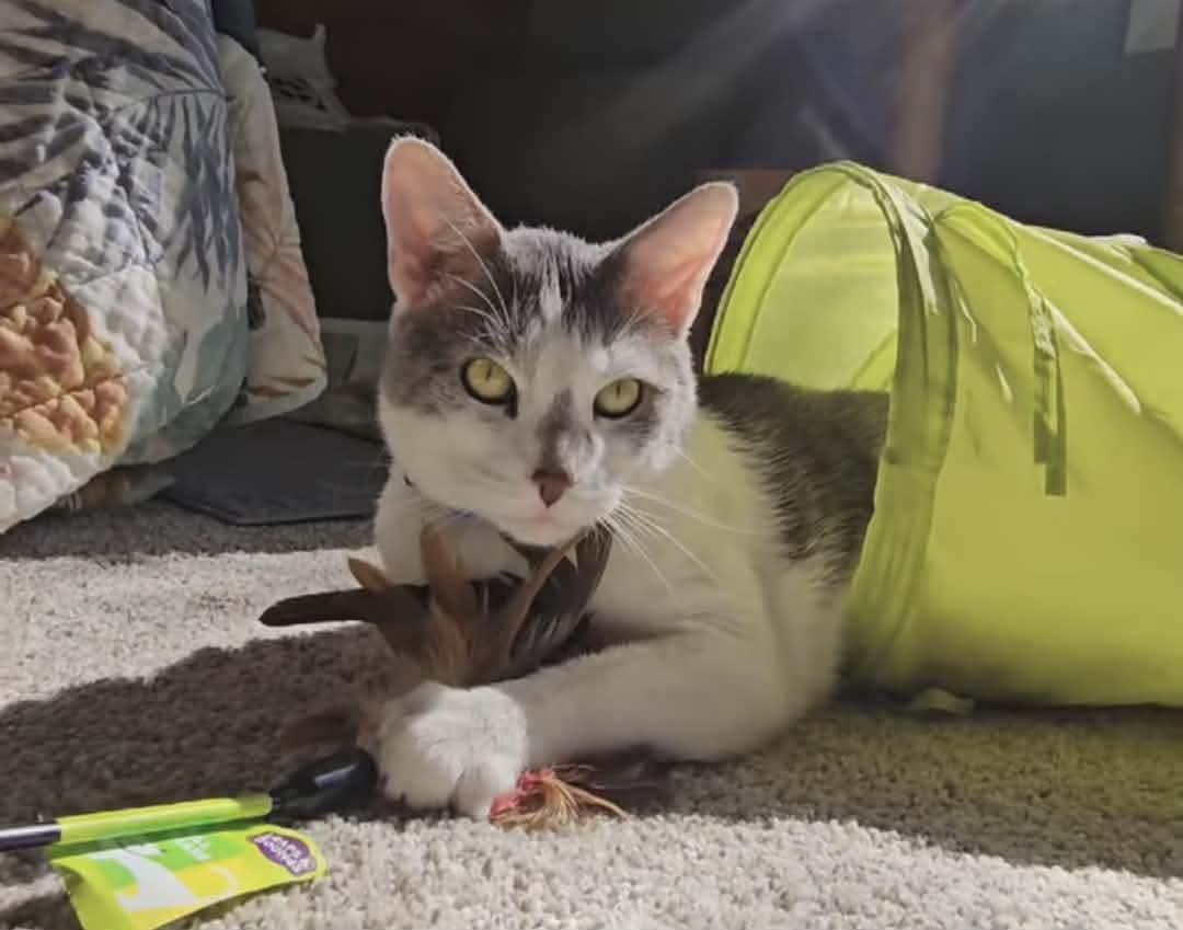 Enlarge Smokey, a ADOPTABLE Domestic Short Hair in Elgin, IL image 2/6