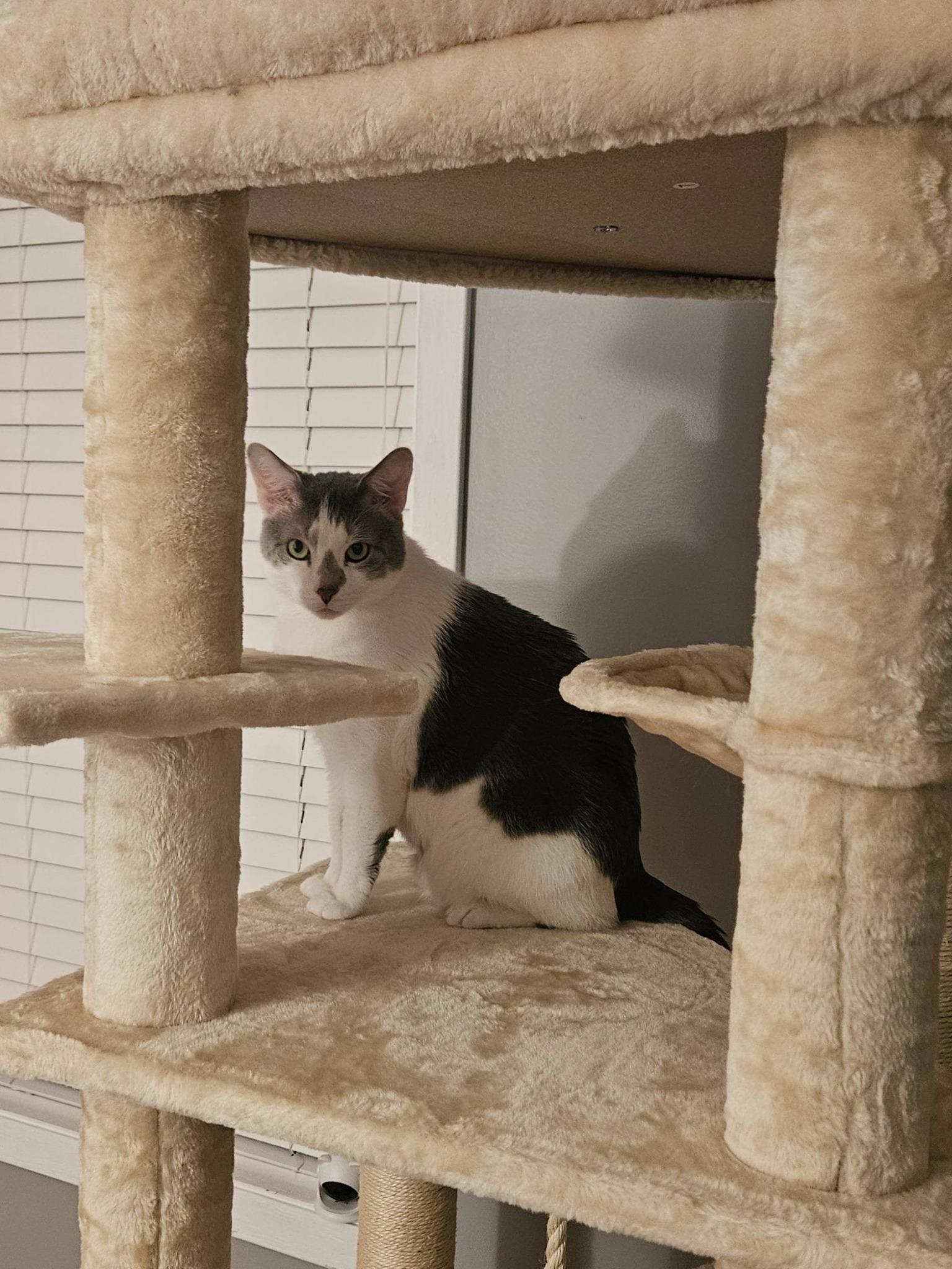 Enlarge Smokey, a ADOPTABLE Domestic Short Hair in Elgin, IL image 3/6