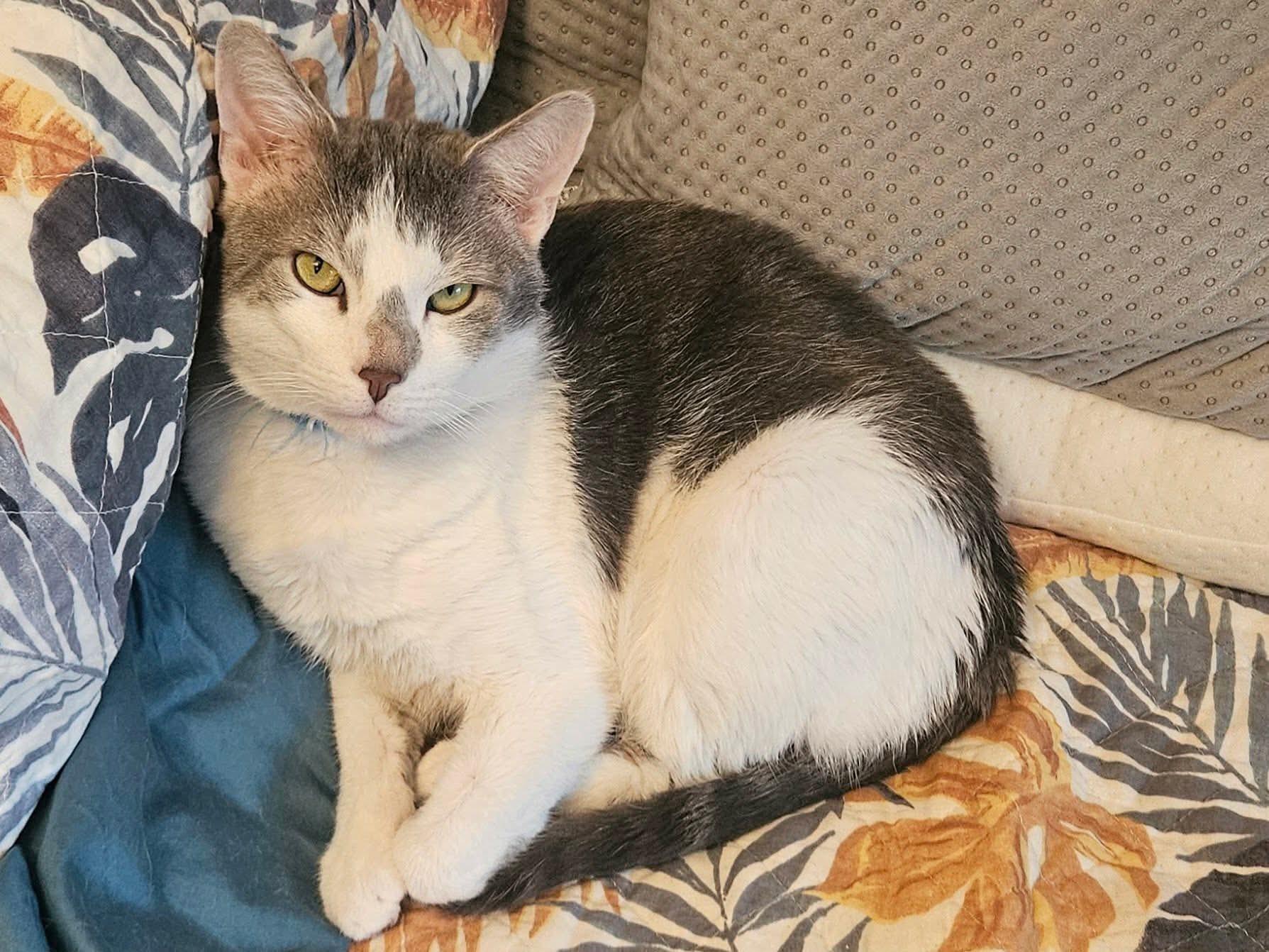 Enlarge Smokey, a ADOPTABLE Domestic Short Hair in Elgin, IL image 1/6