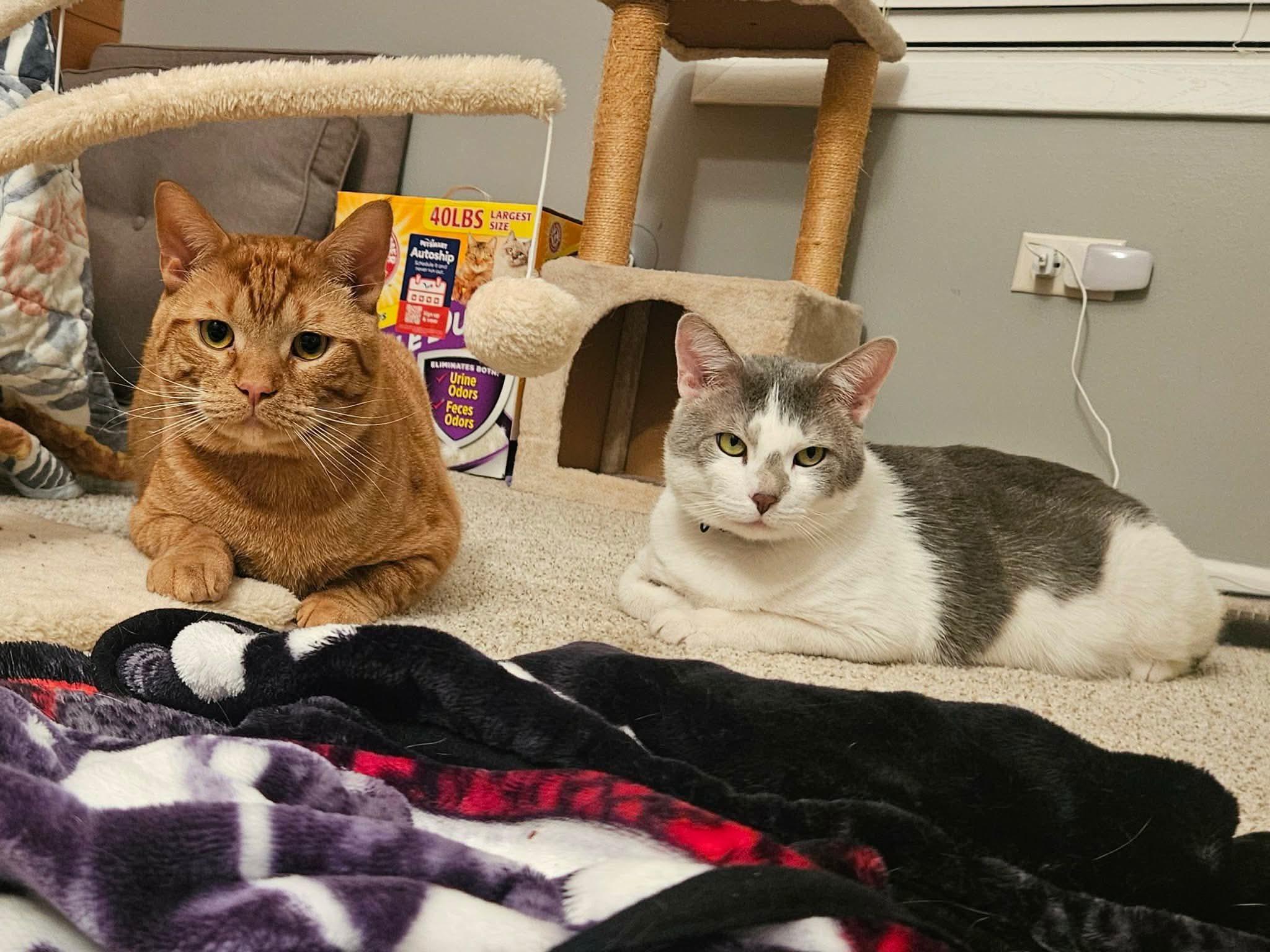 Enlarge Smokey, a ADOPTABLE Domestic Short Hair in Elgin, IL image 4/6