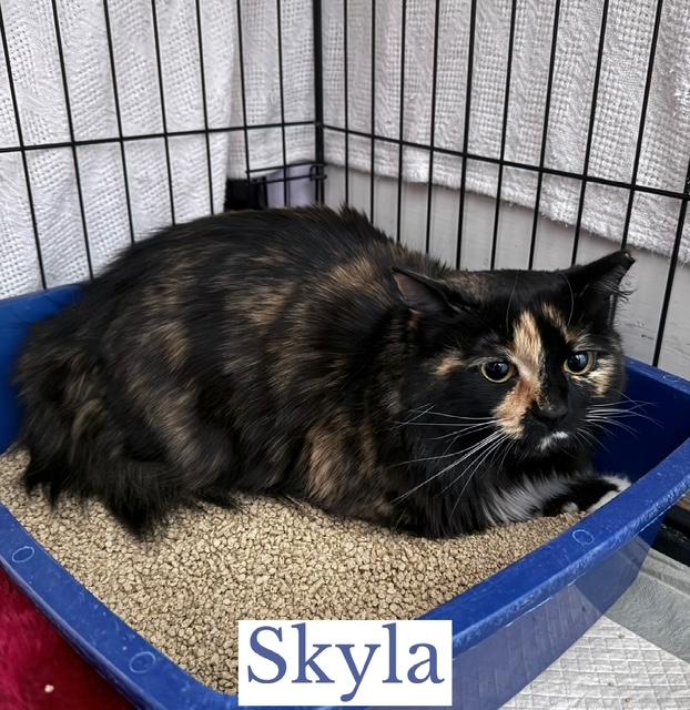 Enlarge Skyla, a ADOPTABLE Domestic Long Hair in Berkeley Springs, WV image 2/3