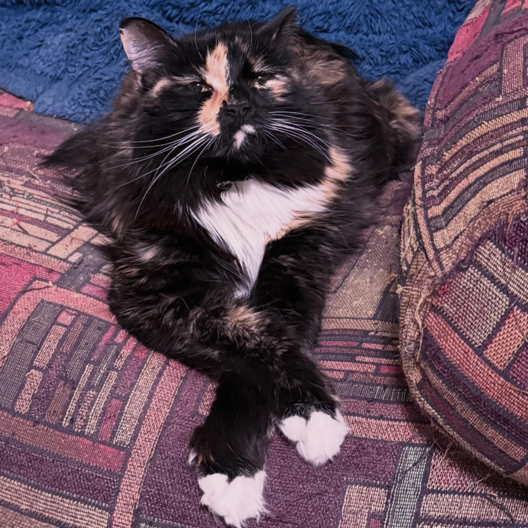 Enlarge Skyla, a ADOPTABLE Domestic Long Hair in Berkeley Springs, WV image 1/6