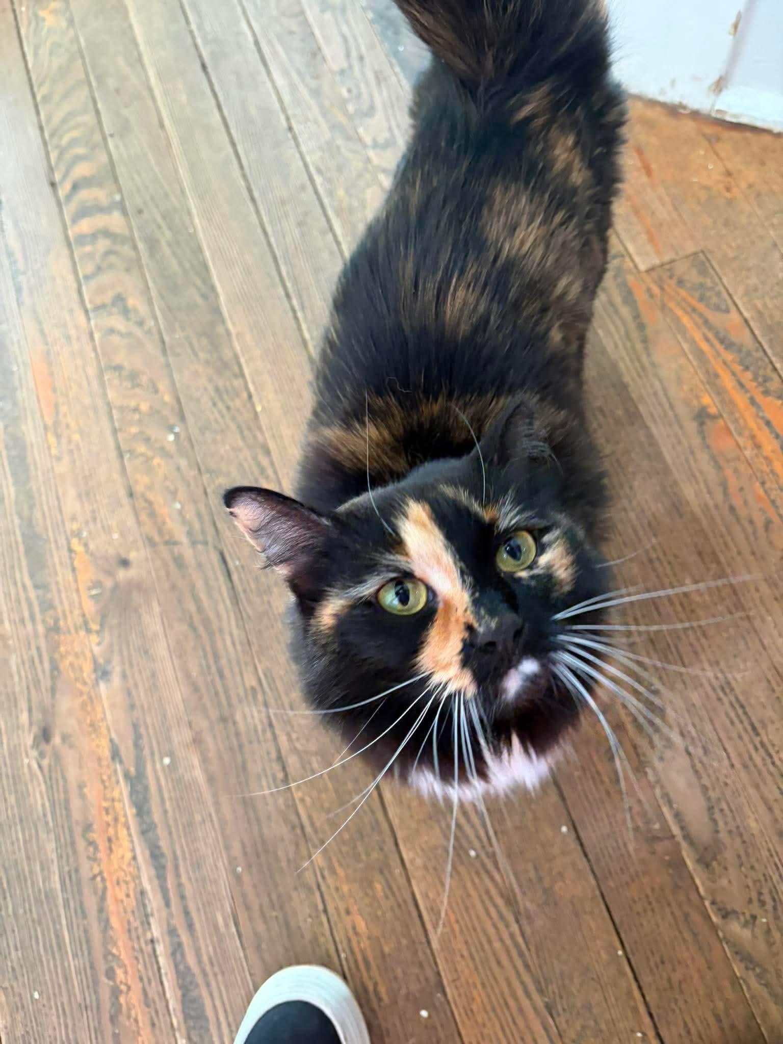 Enlarge Skyla, a ADOPTABLE Domestic Long Hair in Berkeley Springs, WV image 2/6